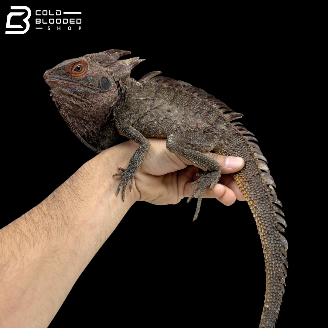 Red Crowned Forest Dragon - Lophosaurus Dilophus