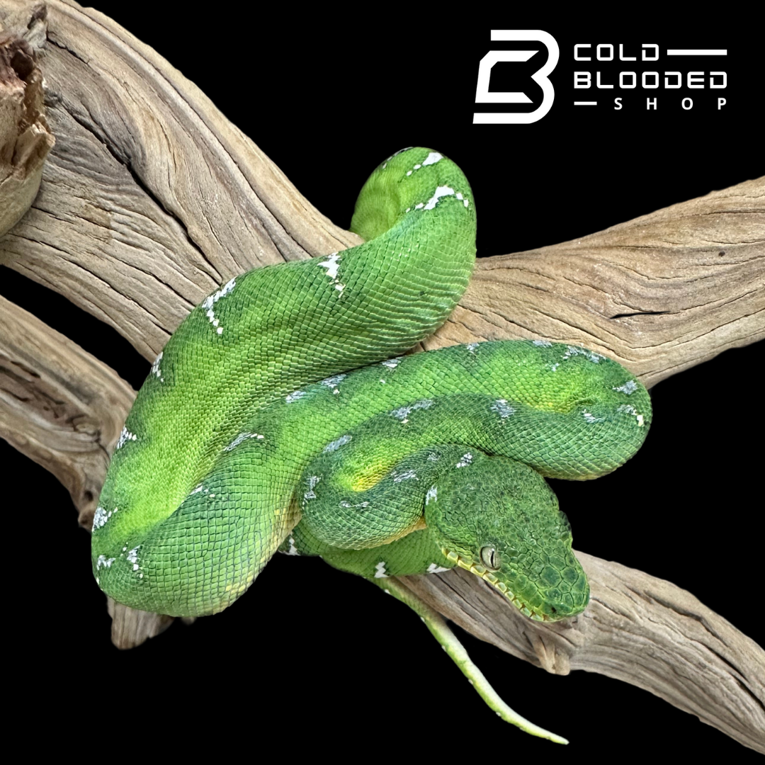 Small Emerald Tree Boa female - Corallus caninus #1