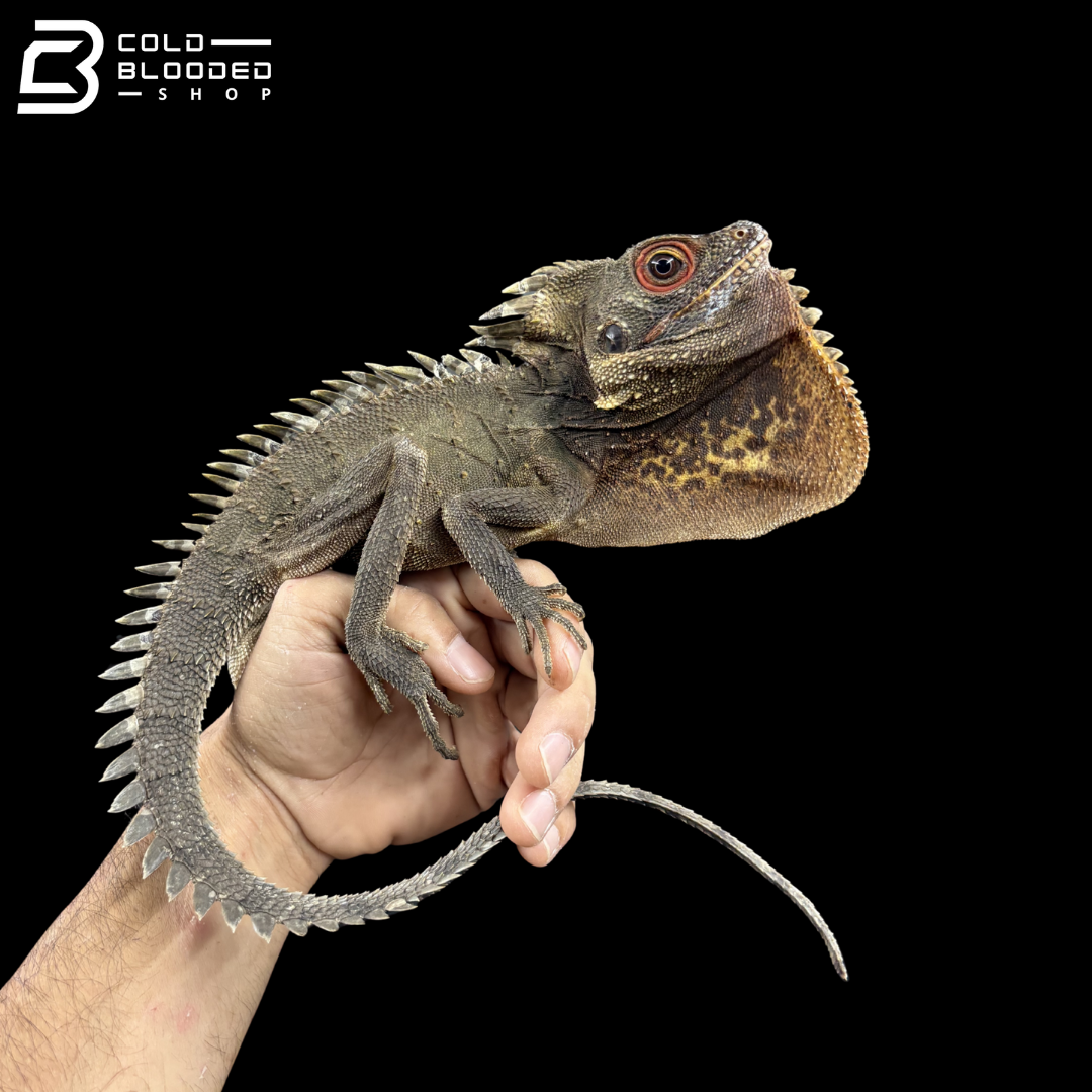 Green Crowned Forest Dragon - Lophosaurus Dilophus