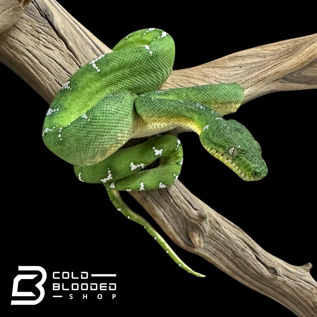 Small Emerald Tree Boa female - Corallus caninus #1