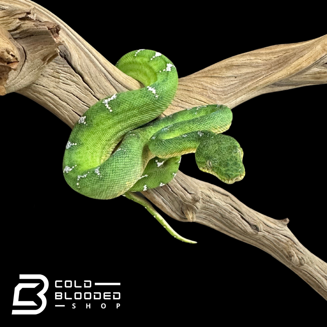 Small Emerald Tree Boa female - Corallus caninus #1