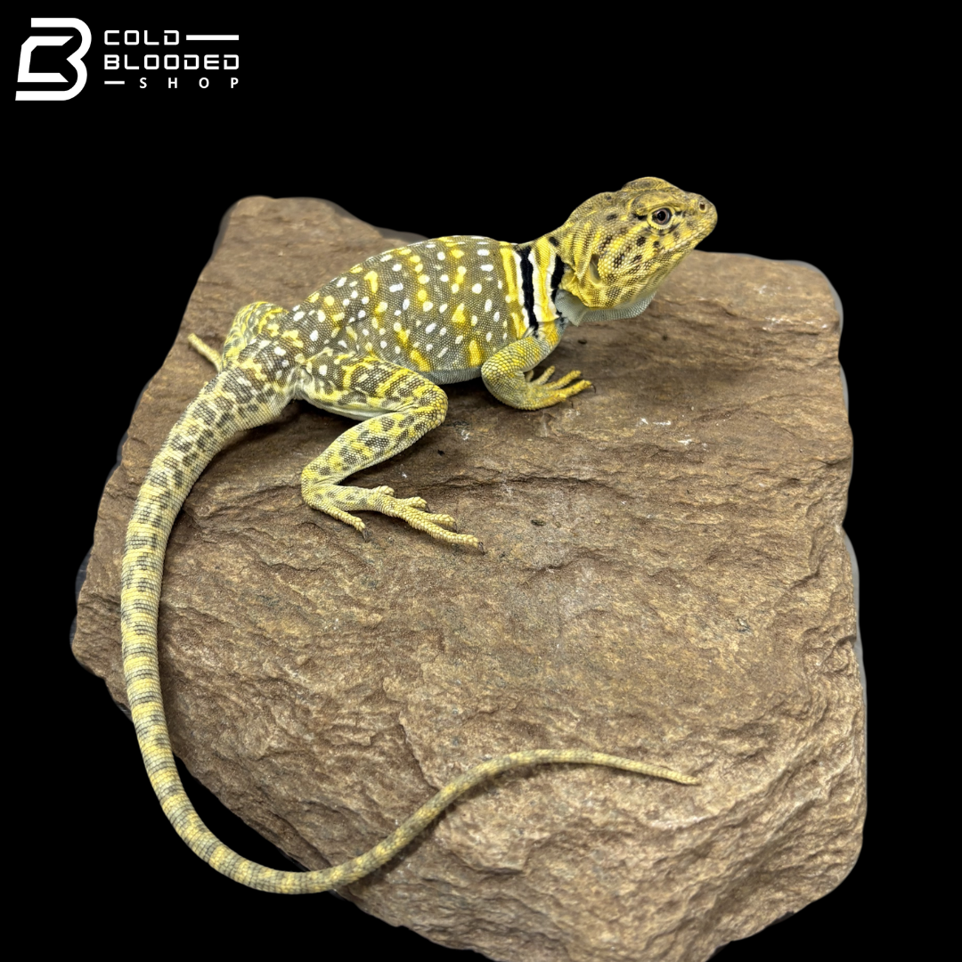 Eastern Collared Lizard Pair - Crotaphytus Collaris