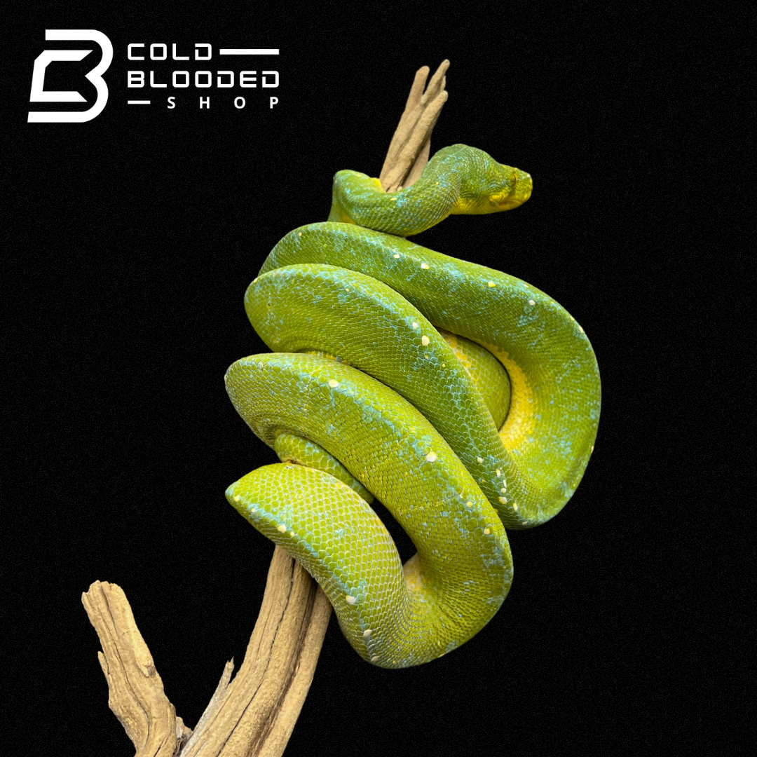 Sub-Adult Male Green Tree Python - Cold Blooded Shop