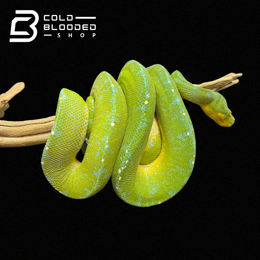 Sub-Adult Male Green Tree Python - Cold Blooded Shop