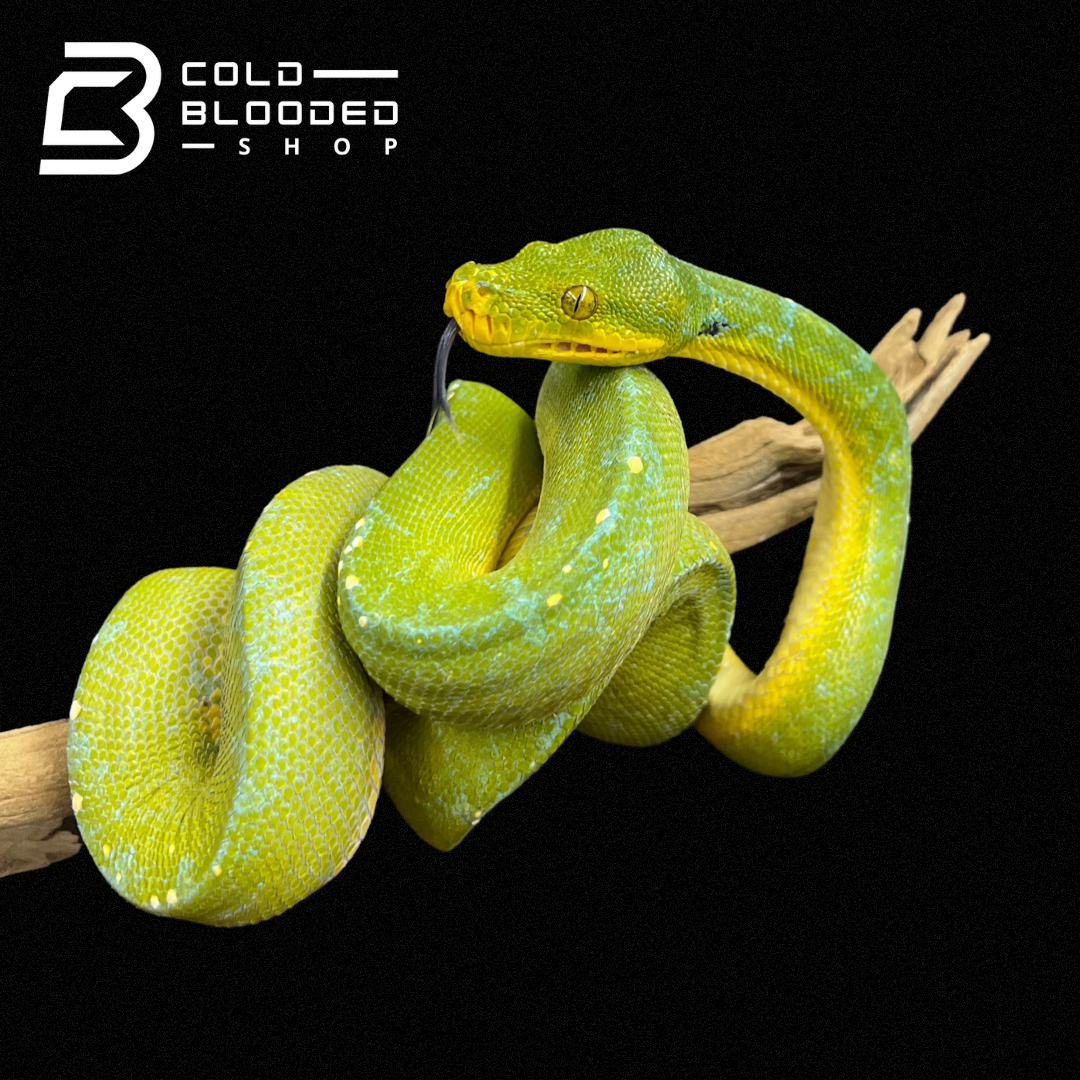 Sub-Adult Male Green Tree Python - Cold Blooded Shop