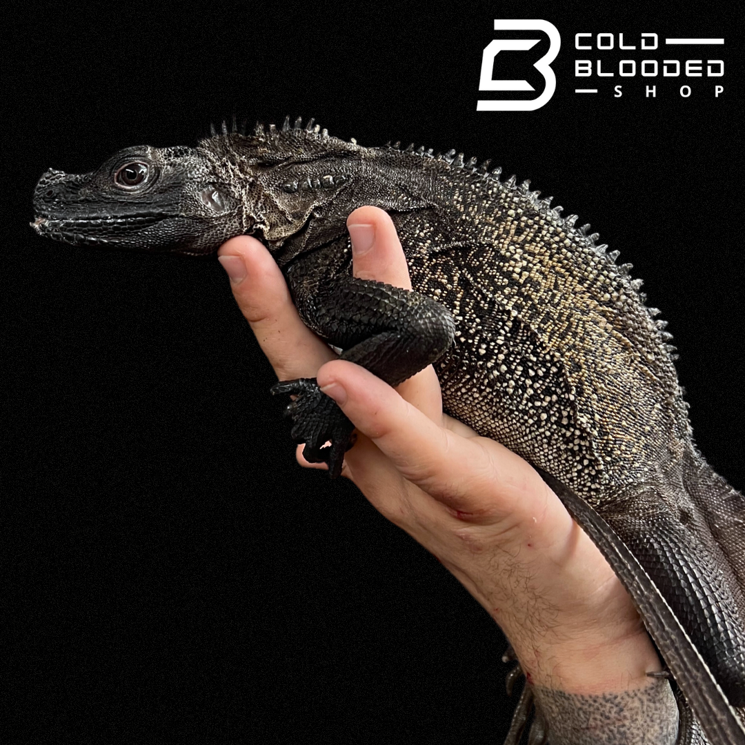 Sub-Adult Black Sailfin Dragon Lizard - Hydrosaurus celebensis - Cold Blooded Shop