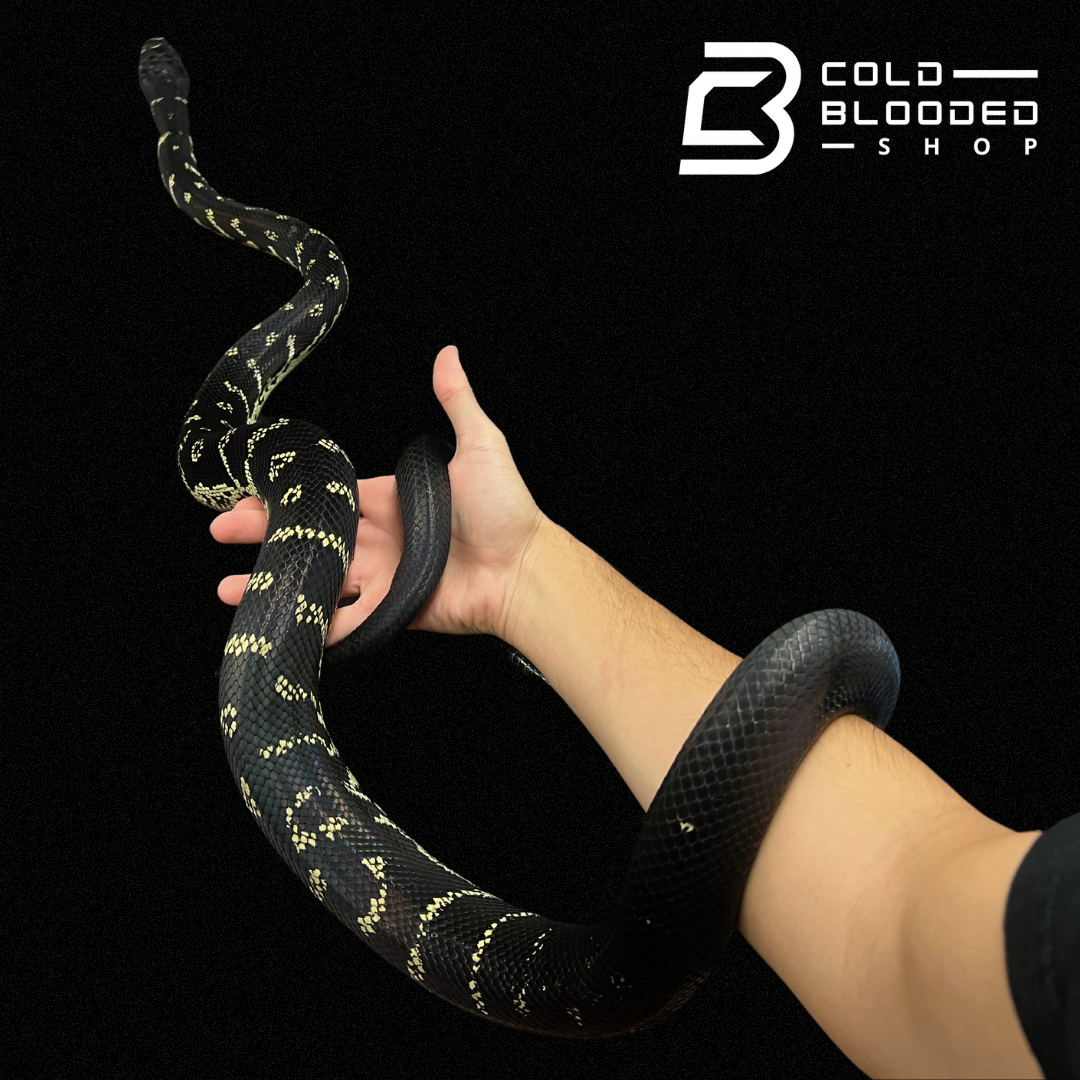 Male Boelen's Python - Simalia boeleni - Cold Blooded Shop