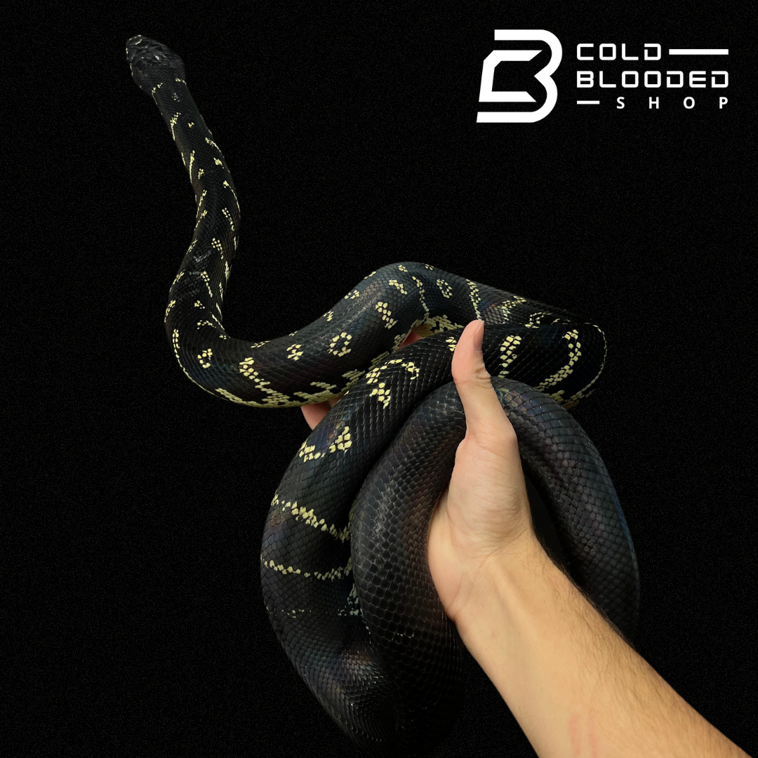 Male Boelen's Python - Simalia boeleni - Cold Blooded Shop