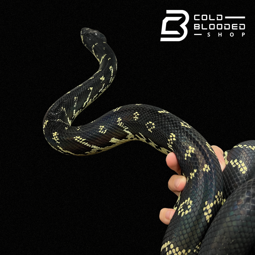 Male Boelen's Python - Simalia boeleni - Cold Blooded Shop