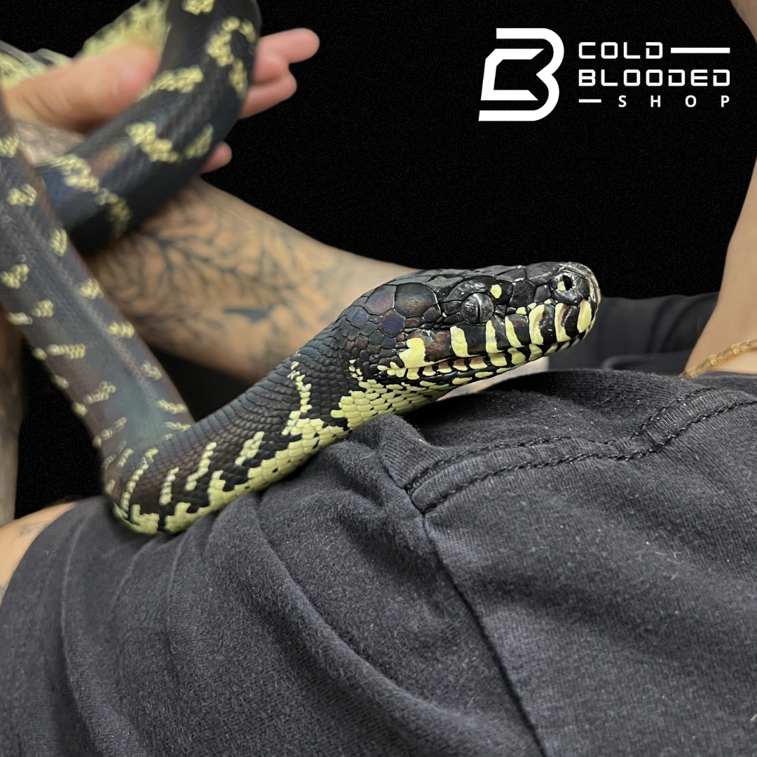 Male Boelen's Python - Simalia boeleni - Cold Blooded Shop