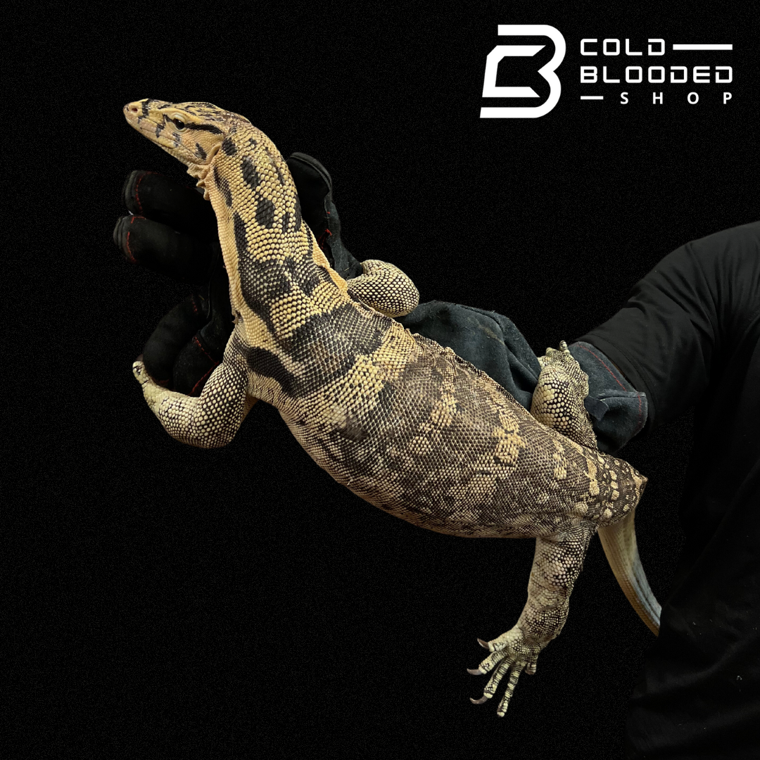 Adult Male Sumbawa Water Monitor - Varanus salvator - Cold Blooded Shop