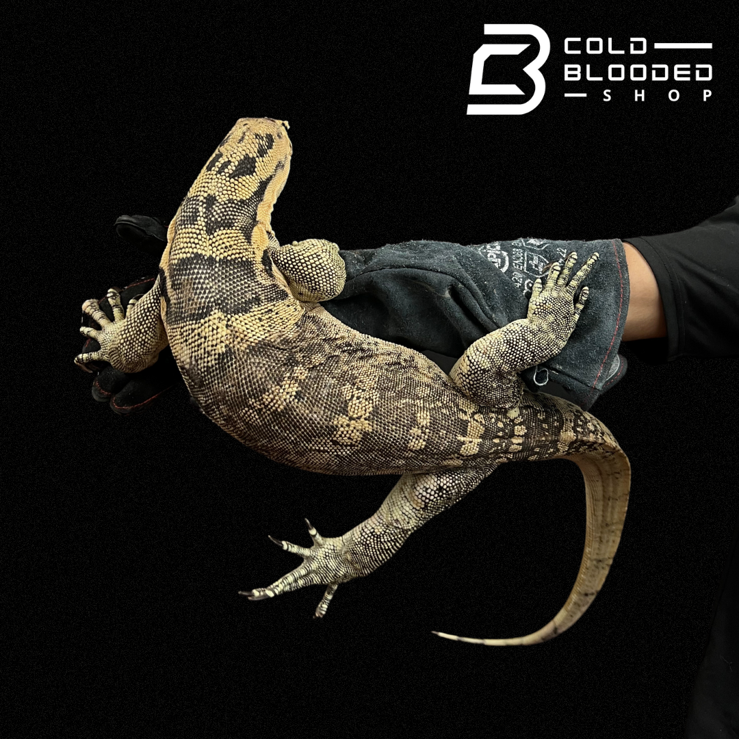 Adult Male Sumbawa Water Monitor - Varanus salvator - Cold Blooded Shop