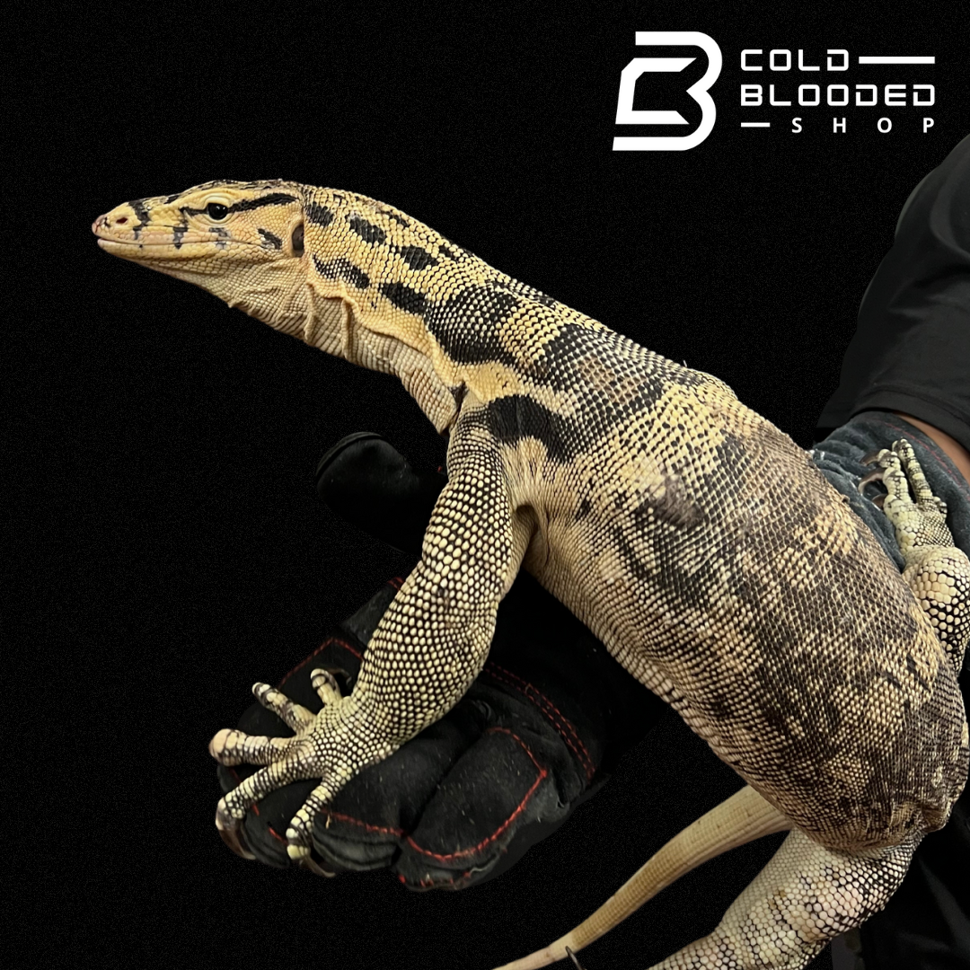 Adult Male Sumbawa Water Monitor - Varanus salvator - Cold Blooded Shop