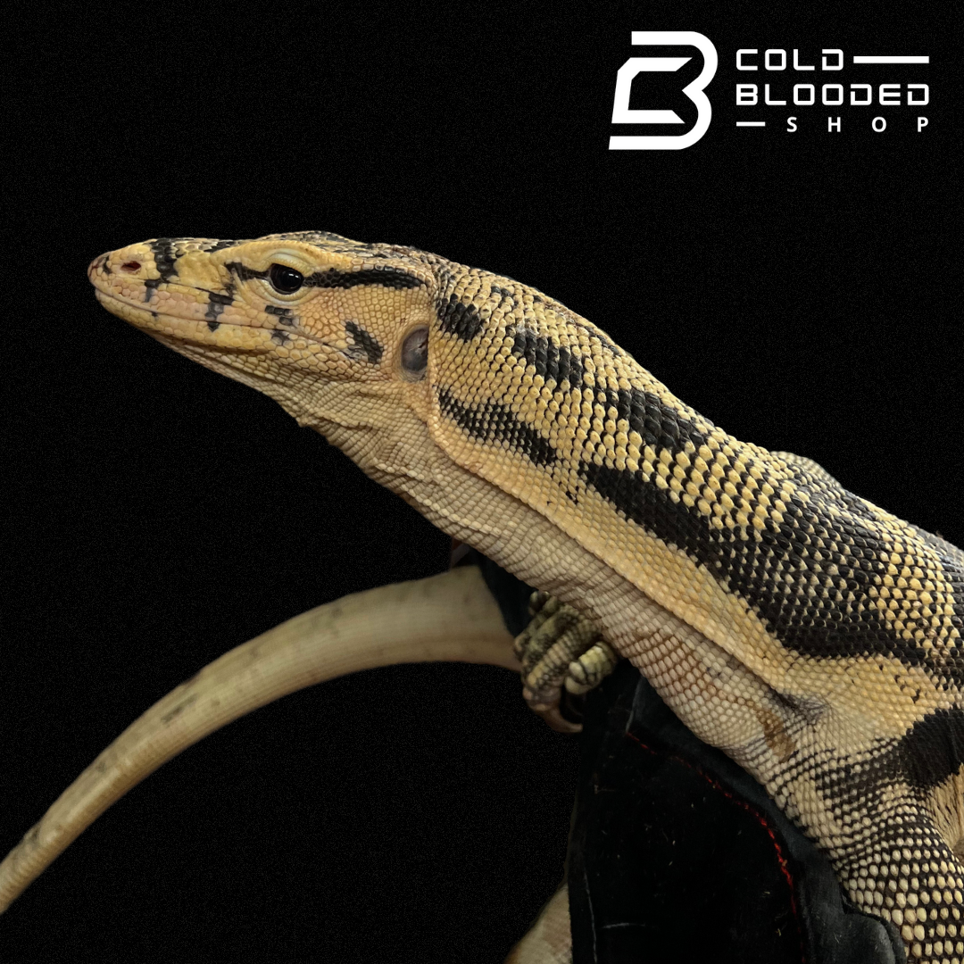 Adult Male Sumbawa Water Monitor - Varanus salvator - Cold Blooded Shop