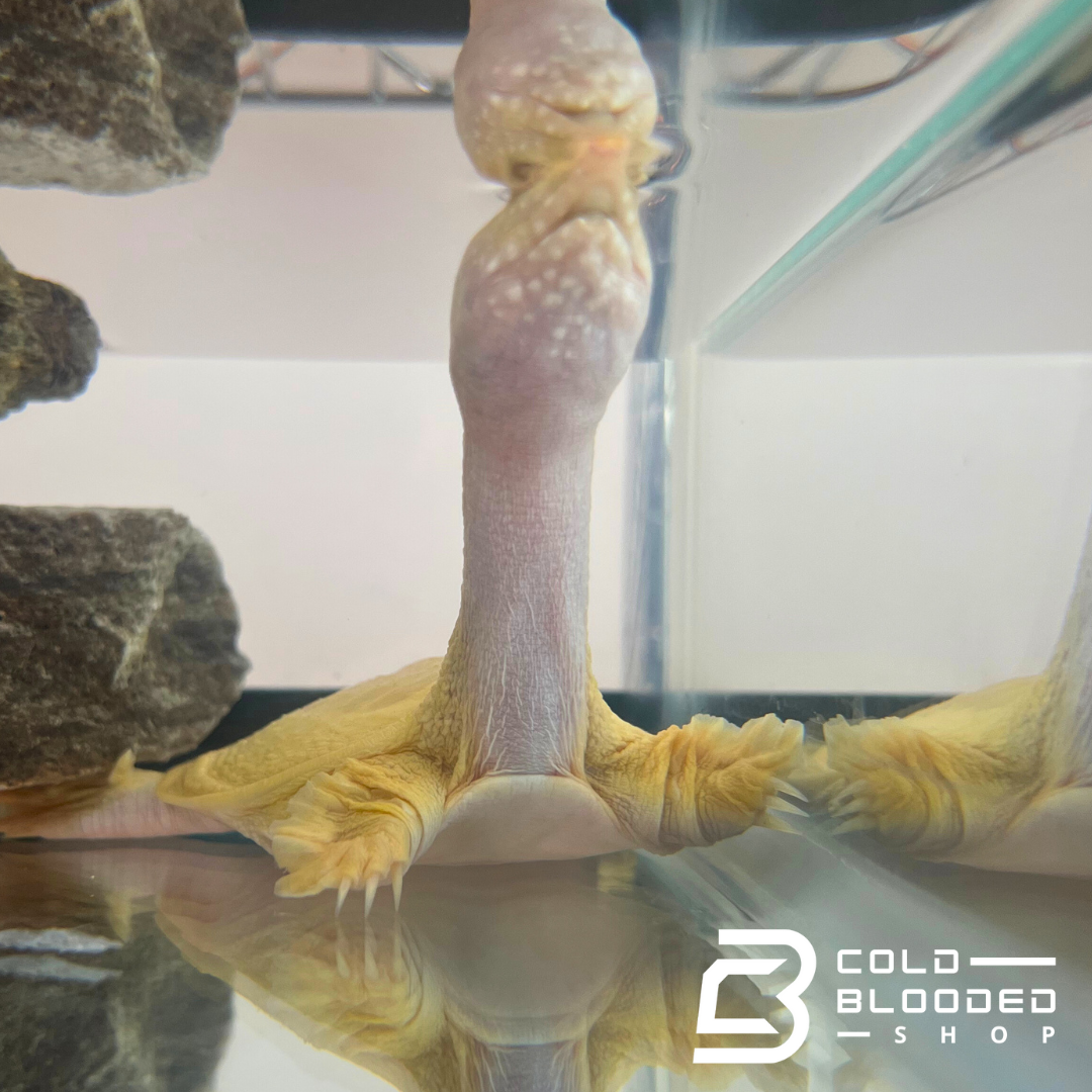 Albino Chinese Softshell Turtle - Pelodiscus sinensis - Cold Blooded Shop