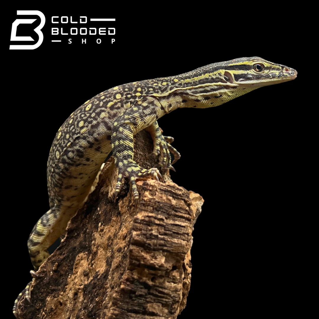 Baby Argus Monitors - Varanus panoptes for sale