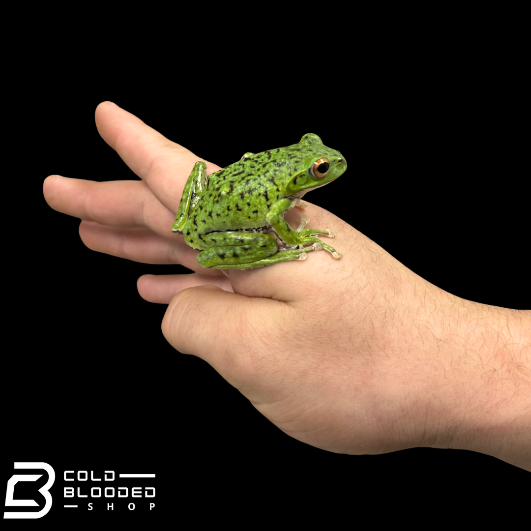 Kinugasa flying frog "Kyoto Local" - Zhangixalus arboreus
