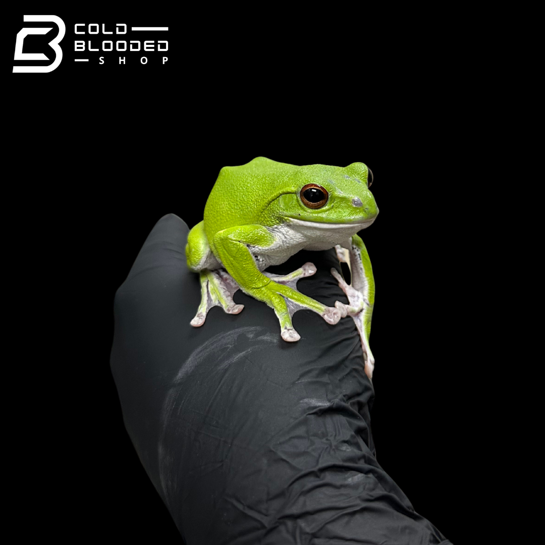 Kinugasa flying frog "Shiga Local" - Zhangixalus arboreus