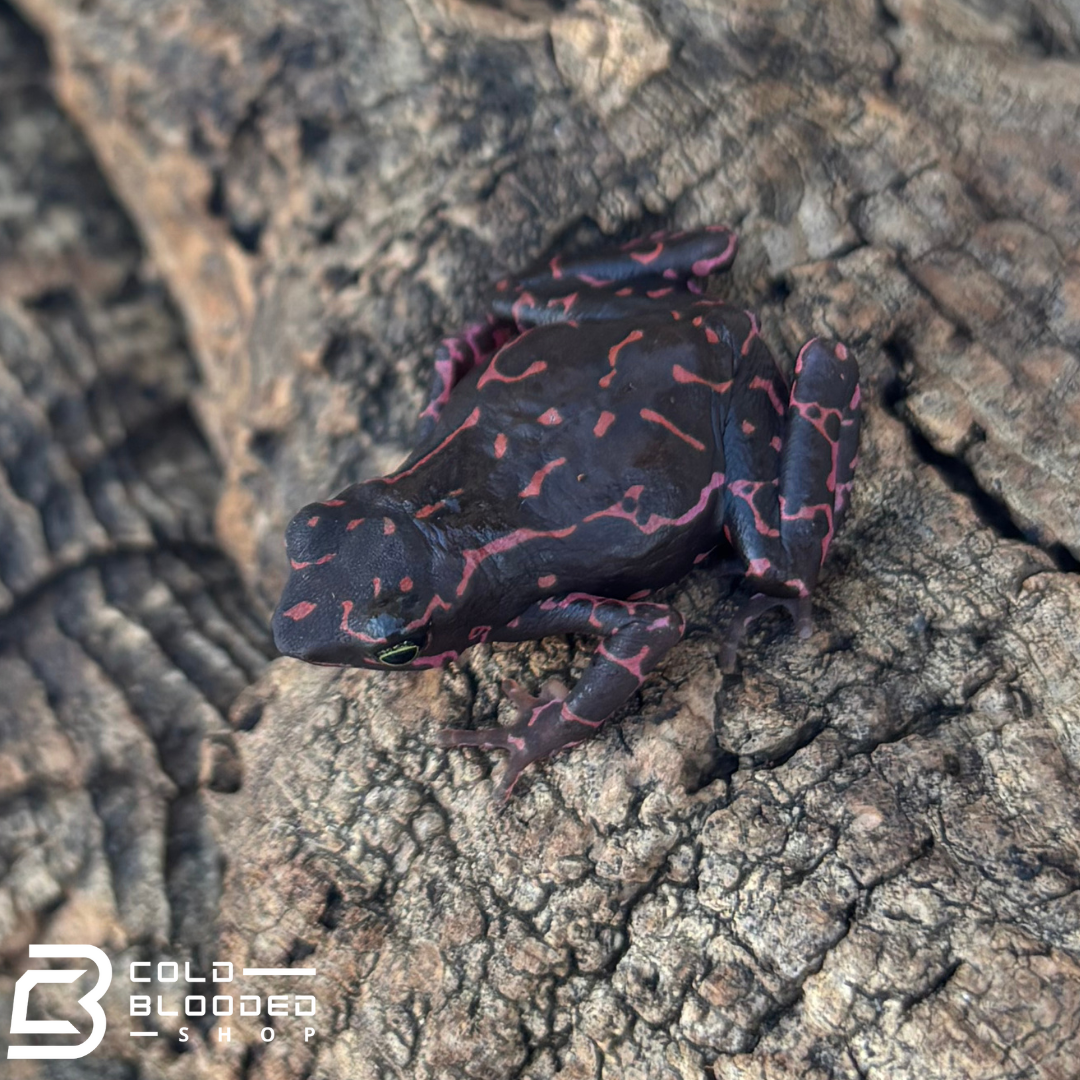 Amazonian Purple Harlequin toad - Atelopus Barbotini