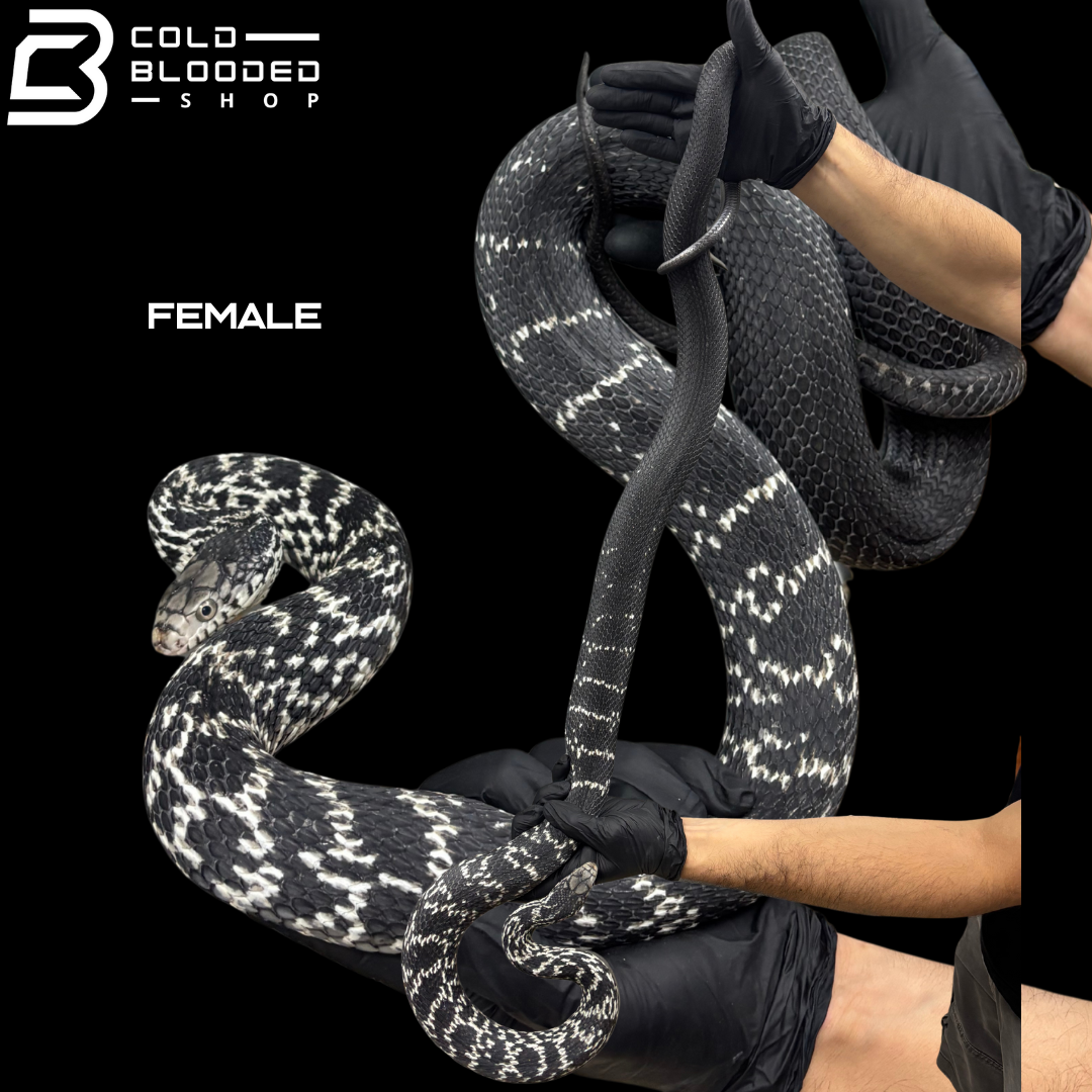 Serpiente rata rey china