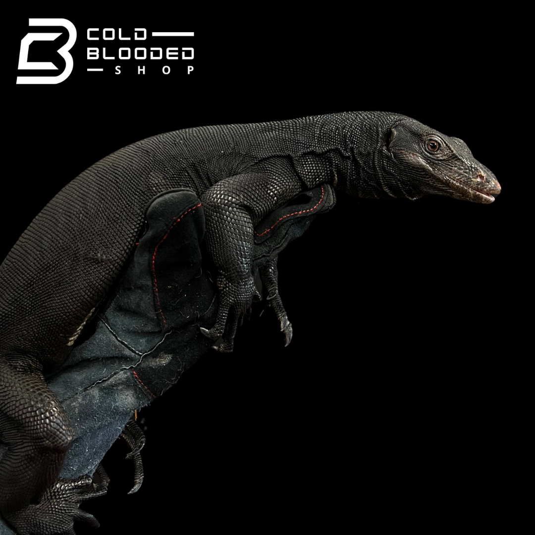 Adult Male Black Dragon Water Monitor - Varanus salvator # 1