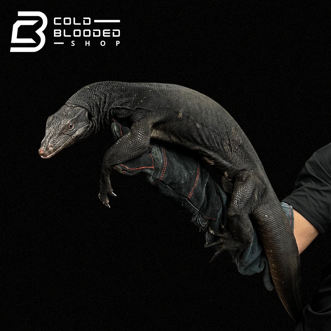 Adult Male Black Dragon Water Monitor - Varanus salvator # 1 - Cold Blooded Shop