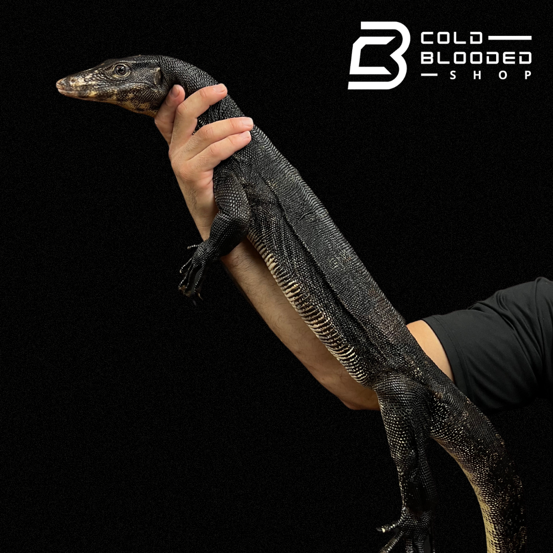 Adult Male Bintan Black Dragon Water Monitor - Varanus salvator # 3 - Cold Blooded Shop