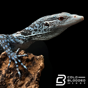 blue tree monitor for sale