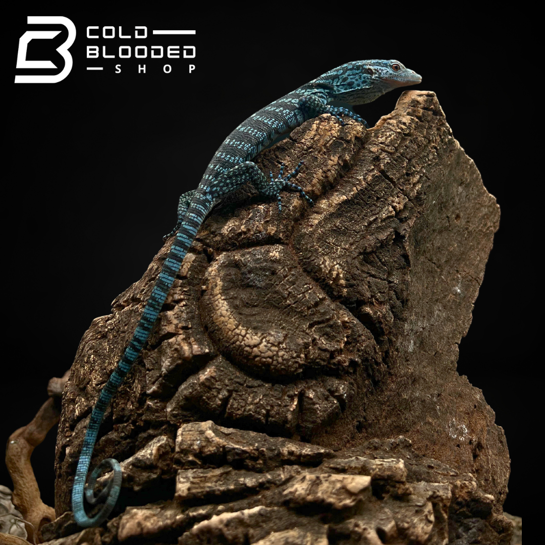 Baby Blue Tree Monitor - Varanus macraei - Cold Blooded Shop
