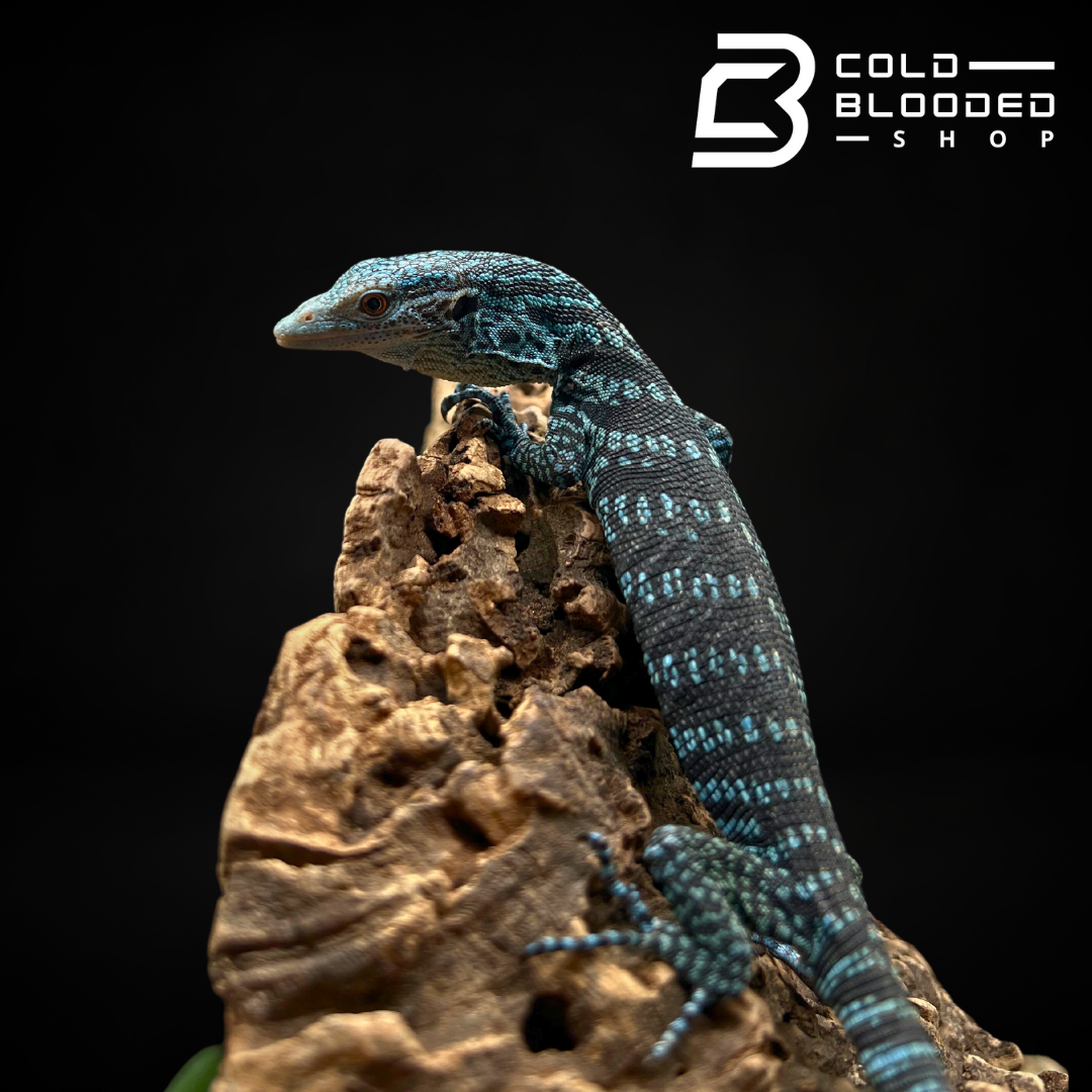 Baby Blue Tree Monitor - Varanus macraei - Cold Blooded Shop
