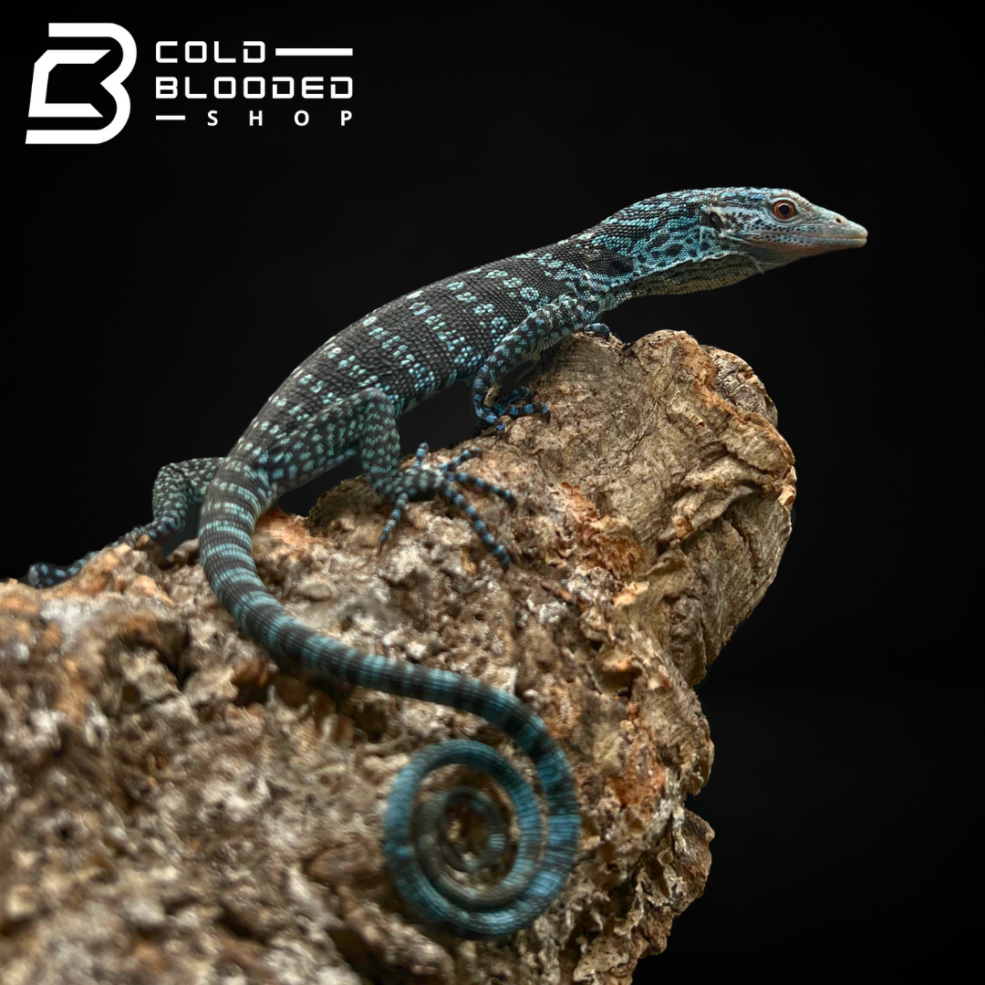 Baby Blue Tree Monitor - Varanus macraei - Cold Blooded Shop