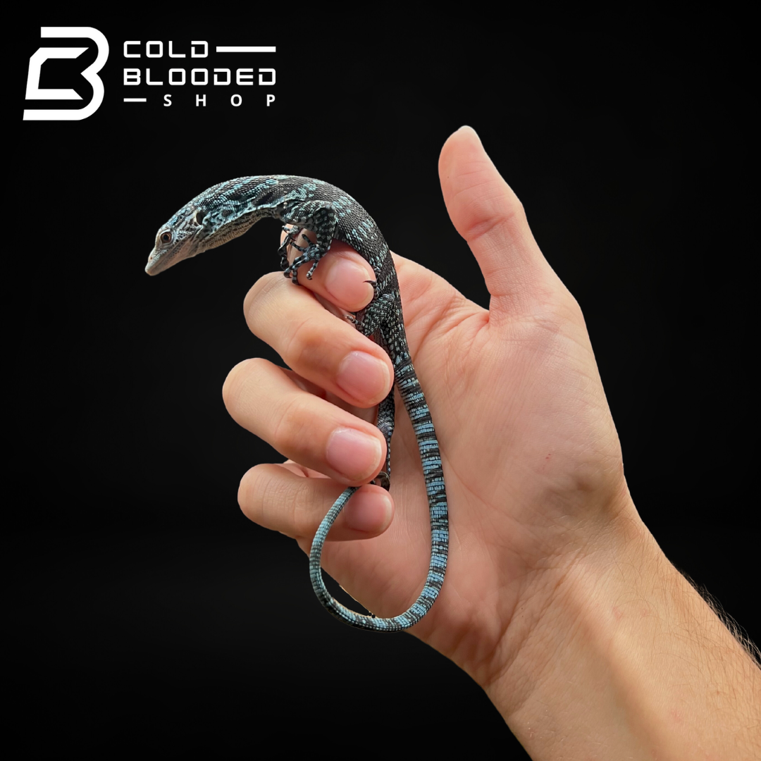 Baby Blue Tree Monitor - Varanus macraei - Cold Blooded Shop