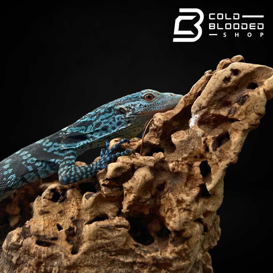 Baby Blue Tree Monitor - Varanus macraei - Cold Blooded Shop