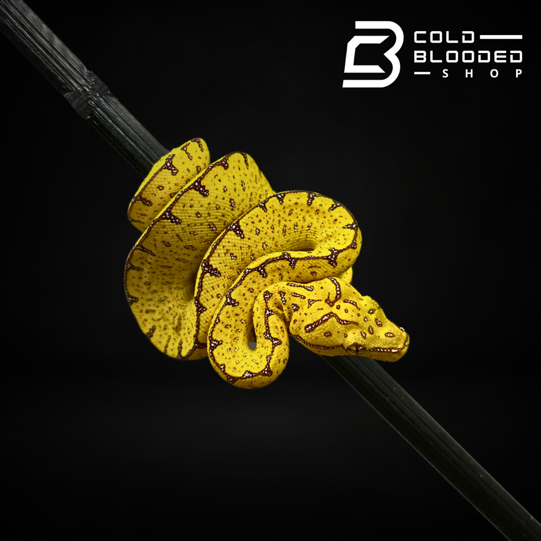 Baby Jayapura Green Tree Python - Cold Blooded Shop