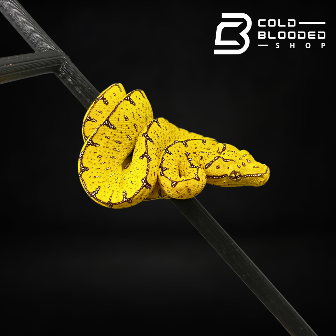 Baby Jayapura Green Tree Python - Cold Blooded Shop