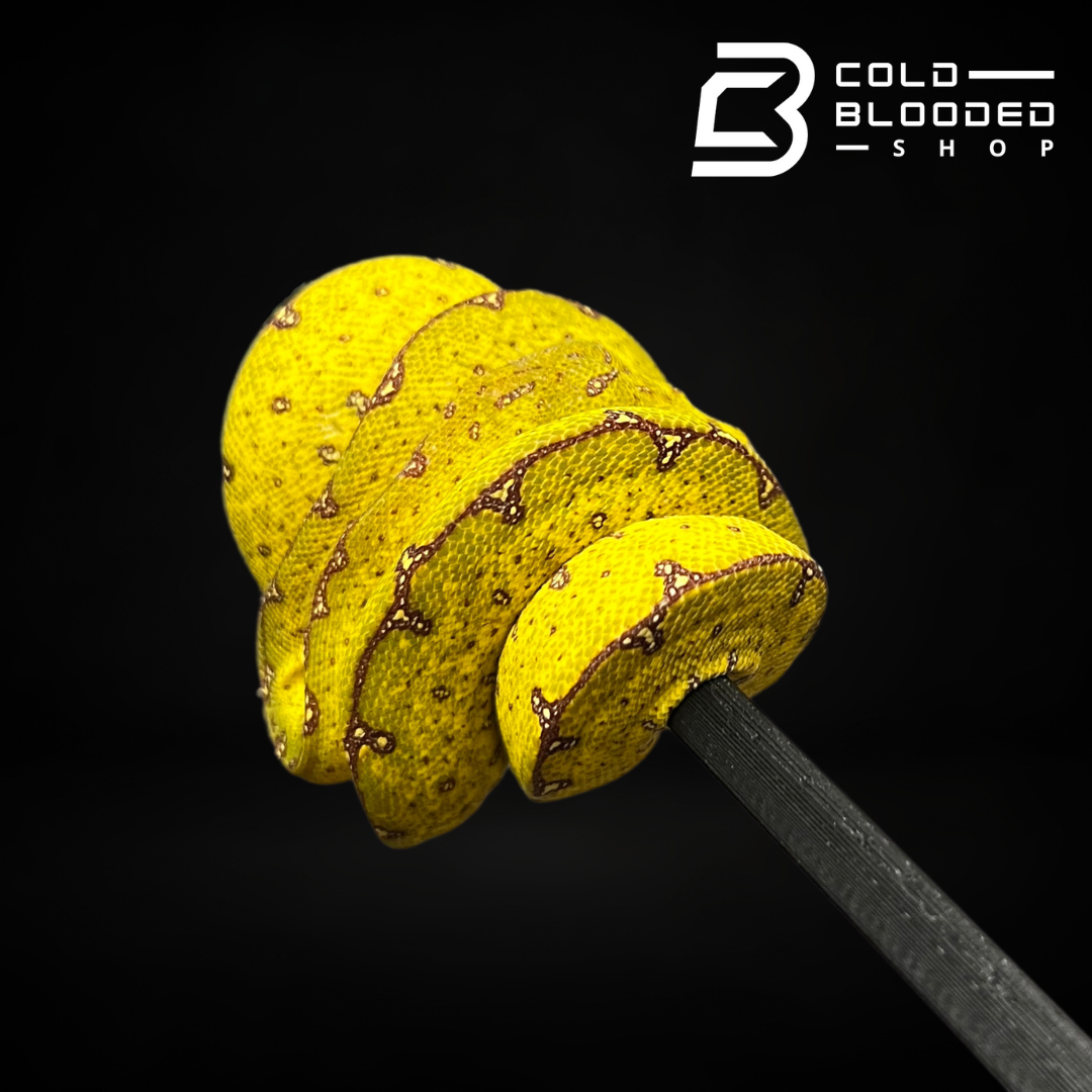 Baby Sorong Green Tree Python - Cold Blooded Shop