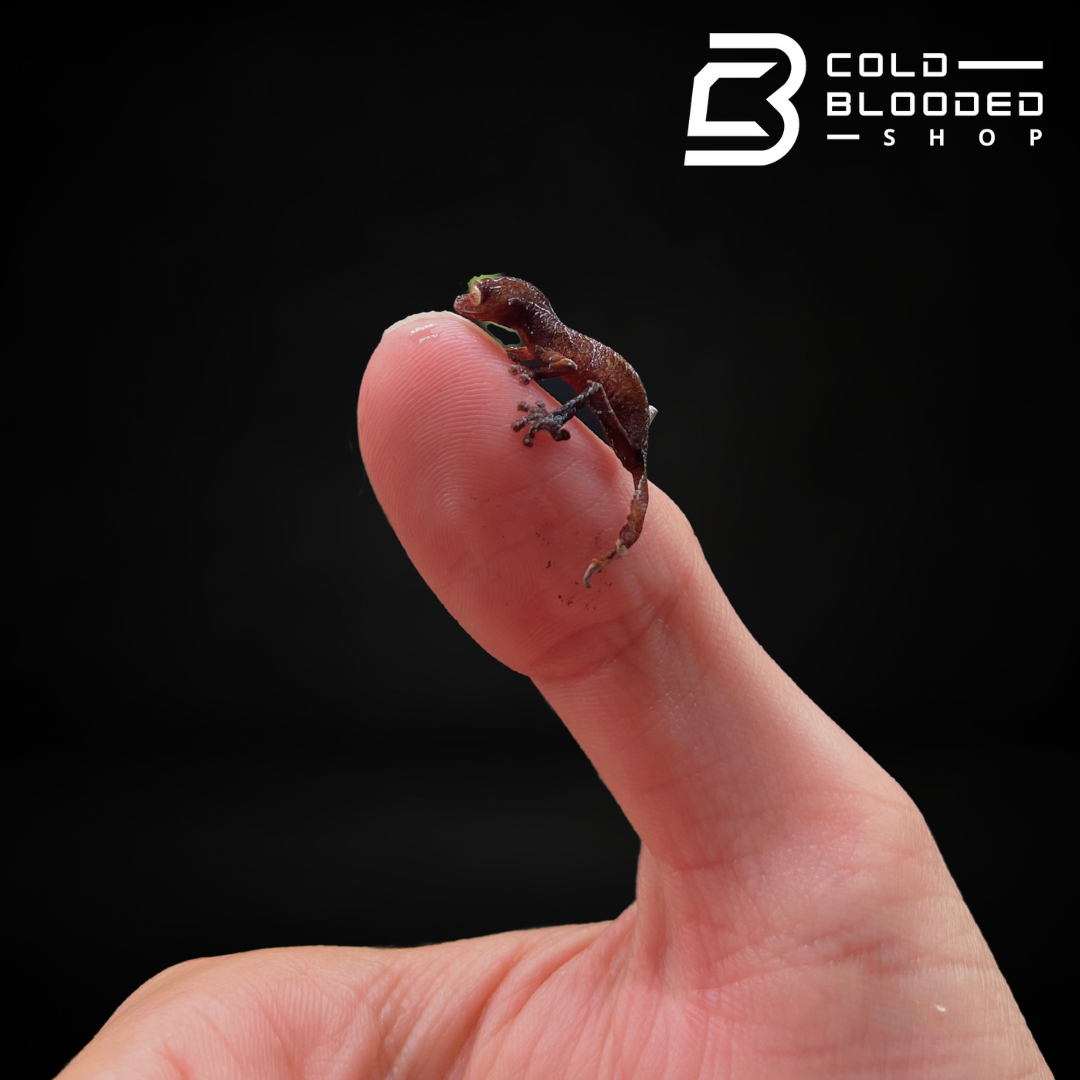 Baby Satanic Leaf-tailed Gecko - Uroplatus phantasticus - Cold Blooded Shop