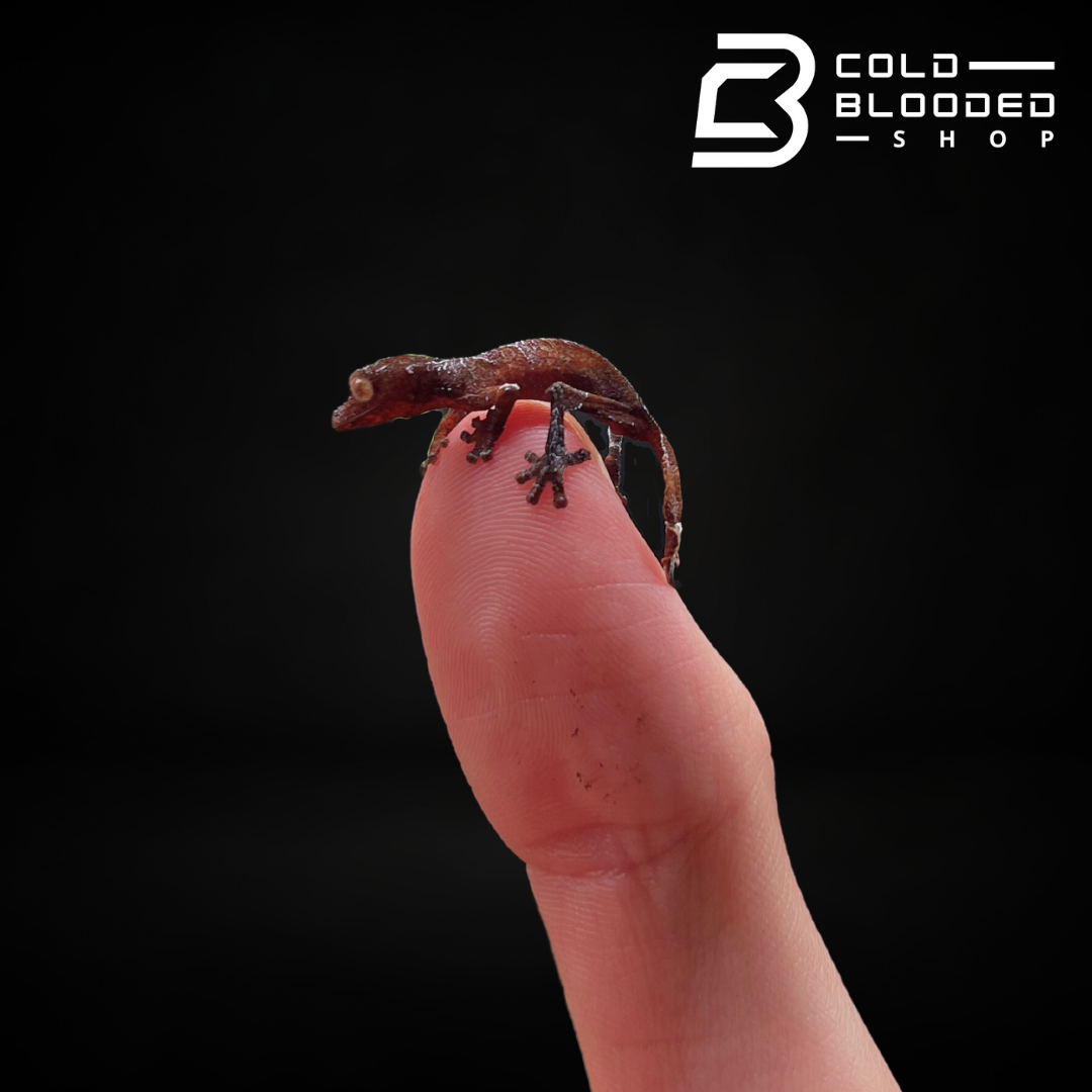 Baby Satanic Leaf-tailed Gecko - Uroplatus phantasticus - Cold Blooded Shop