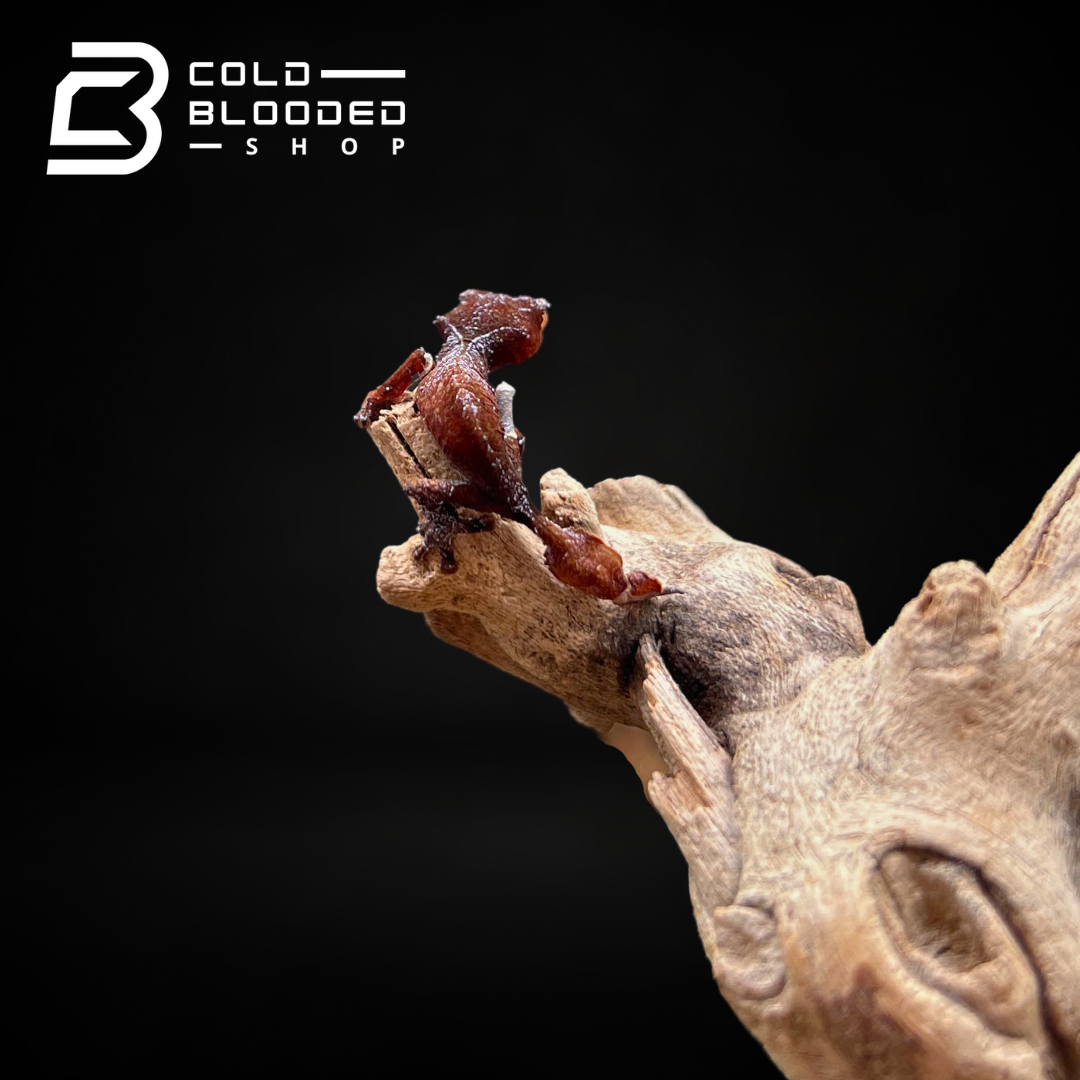 Baby Satanic Leaf-tailed Gecko - Uroplatus phantasticus - Cold Blooded Shop