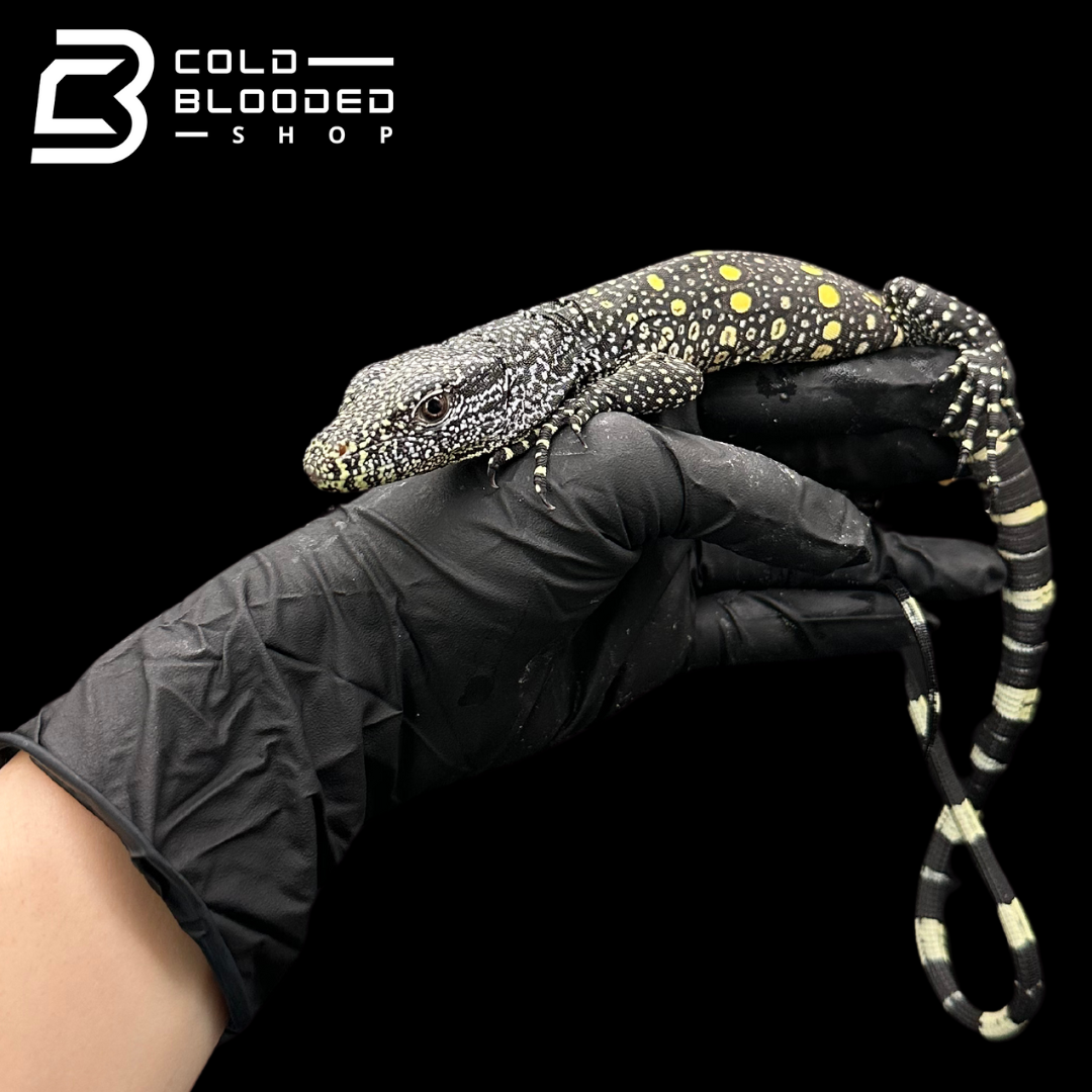 USCB Baby Crocodile Monitor - Varanus salvadorii