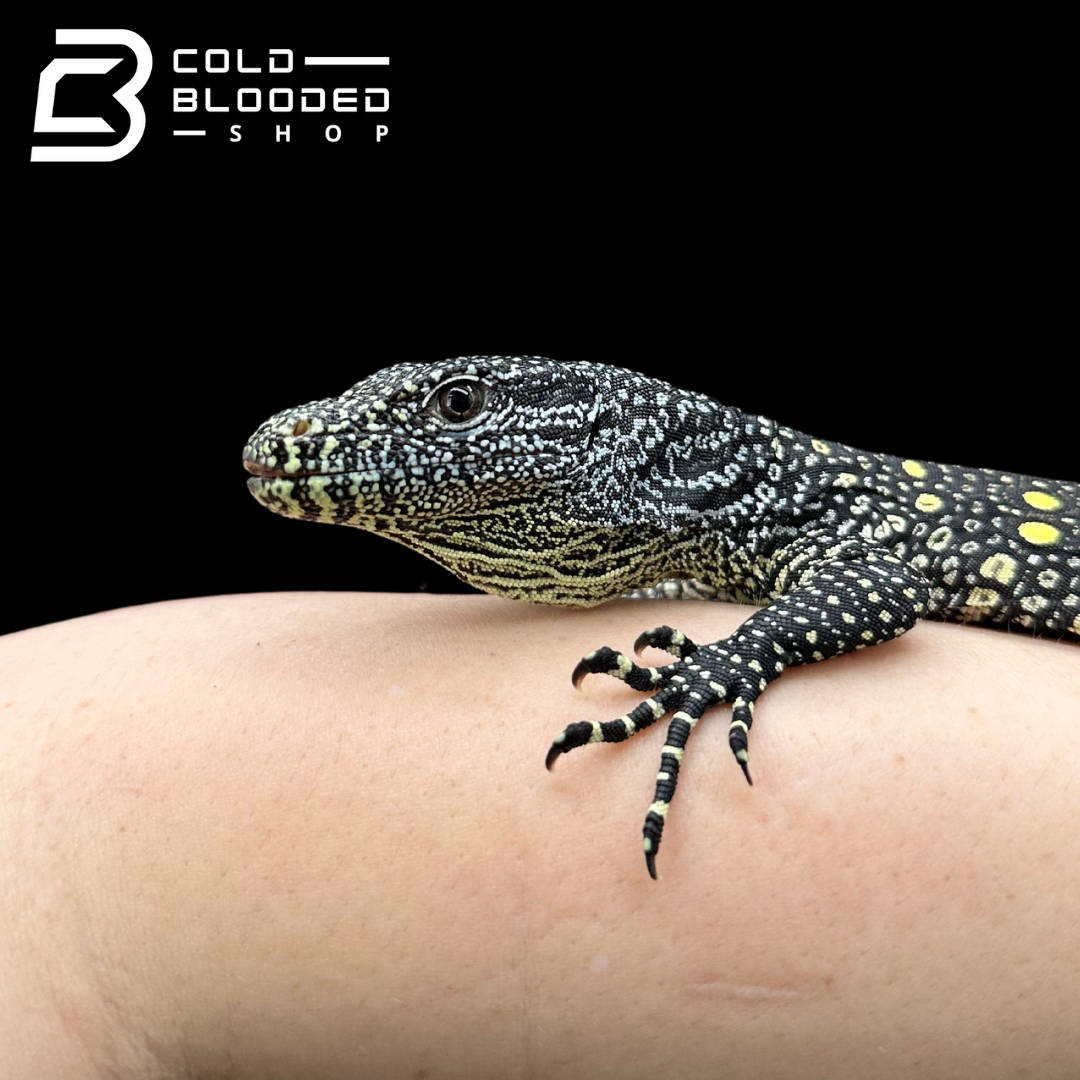 USCB Baby Crocodile Monitor - Varanus salvadorii