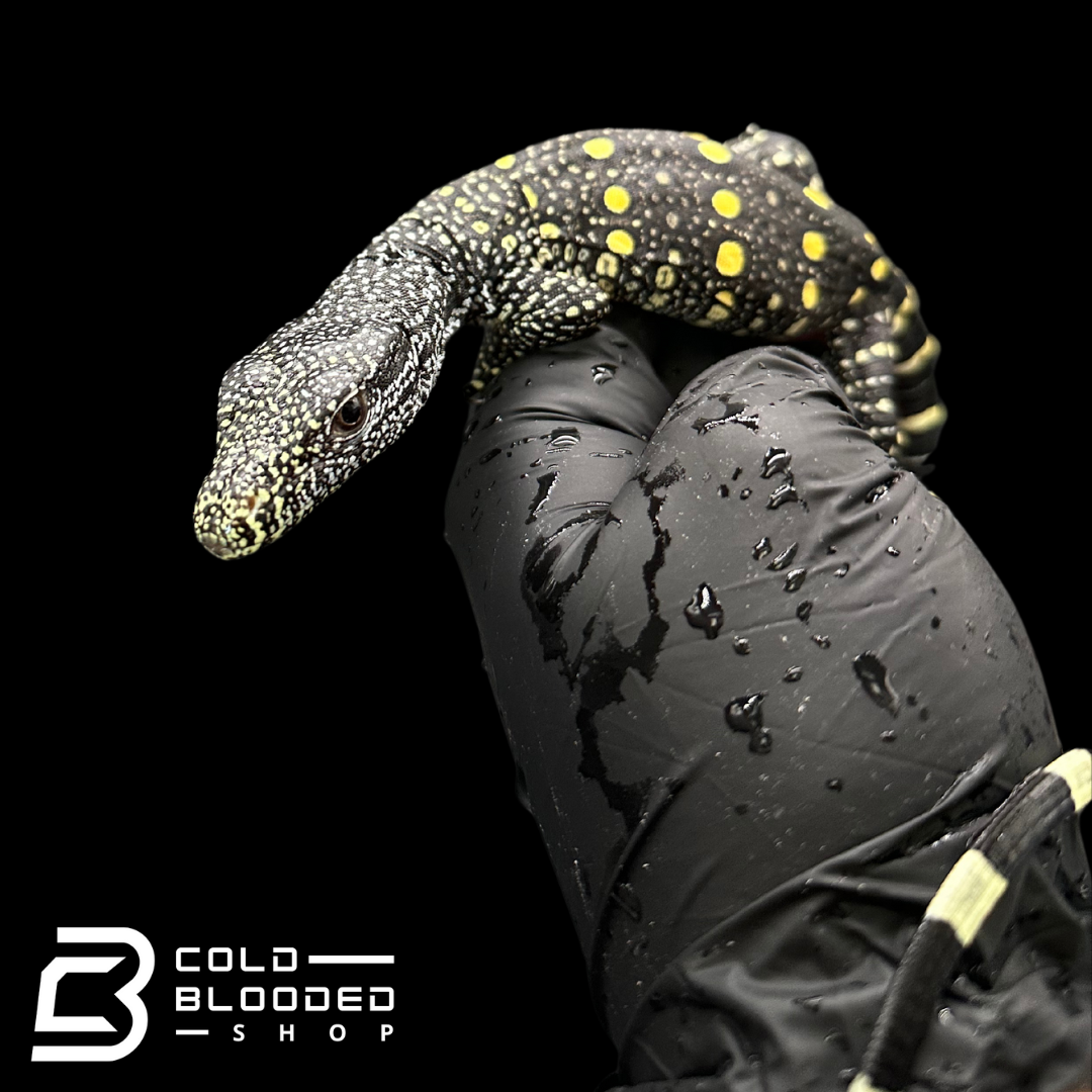 USCB Baby Crocodile Monitor - Varanus salvadorii
