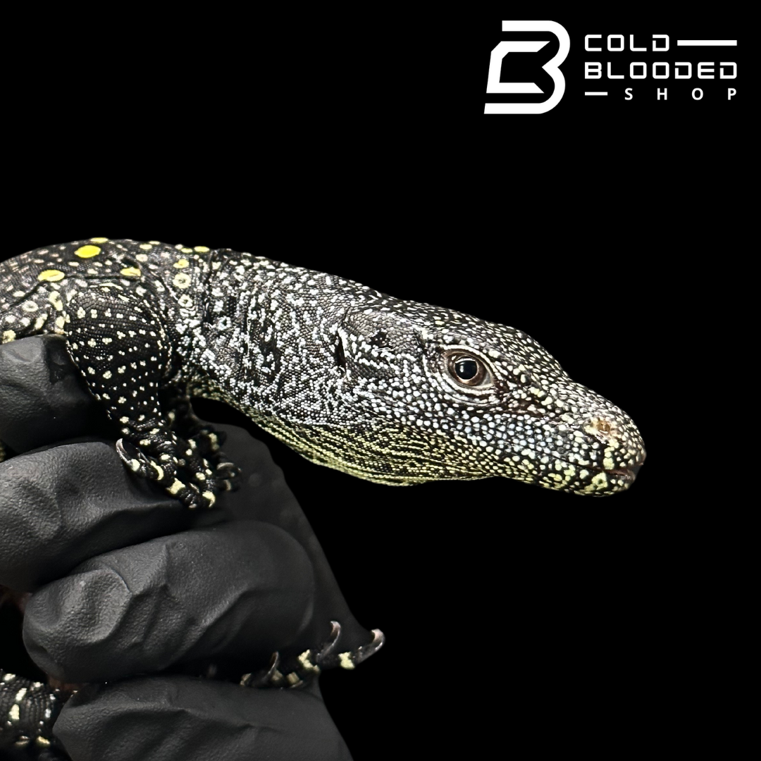 USCB Baby Crocodile Monitor - Varanus salvadorii