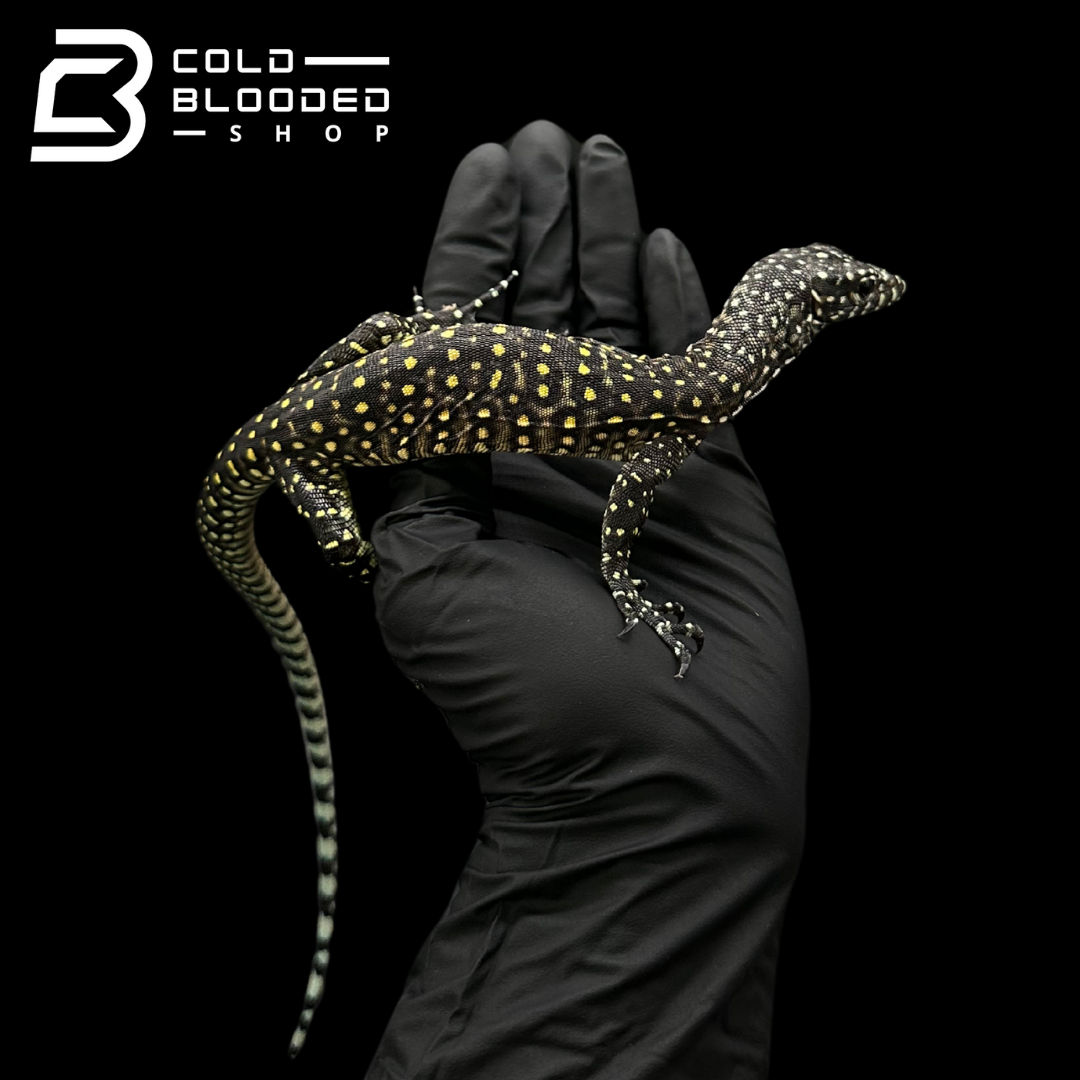 Baby Pastel Blue-tailed Monitor - Varanus doreanus #2