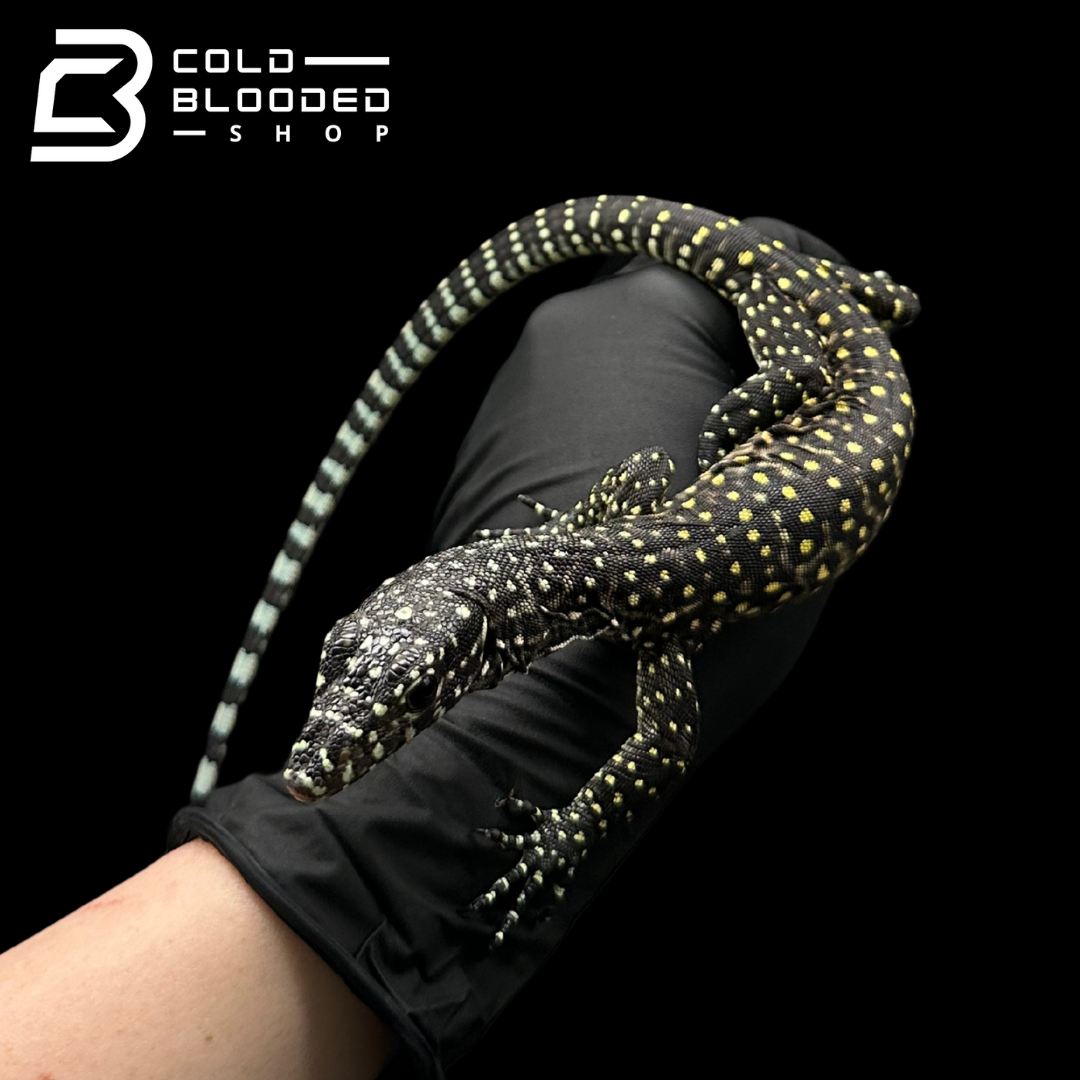 Baby Pastel Blue-tailed Monitor - Varanus doreanus #2