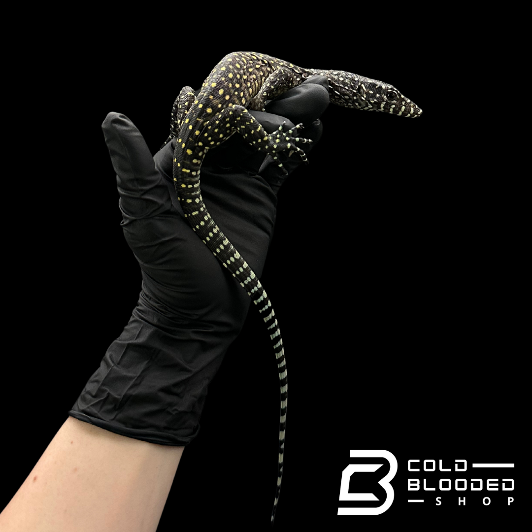 Baby Pastel Blue-tailed Monitor - Varanus doreanus #2