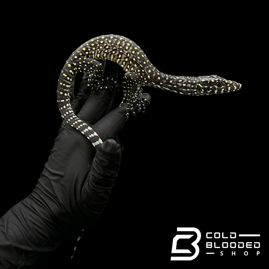 Baby Pastel Blue-tailed Monitor - Varanus doreanus #2