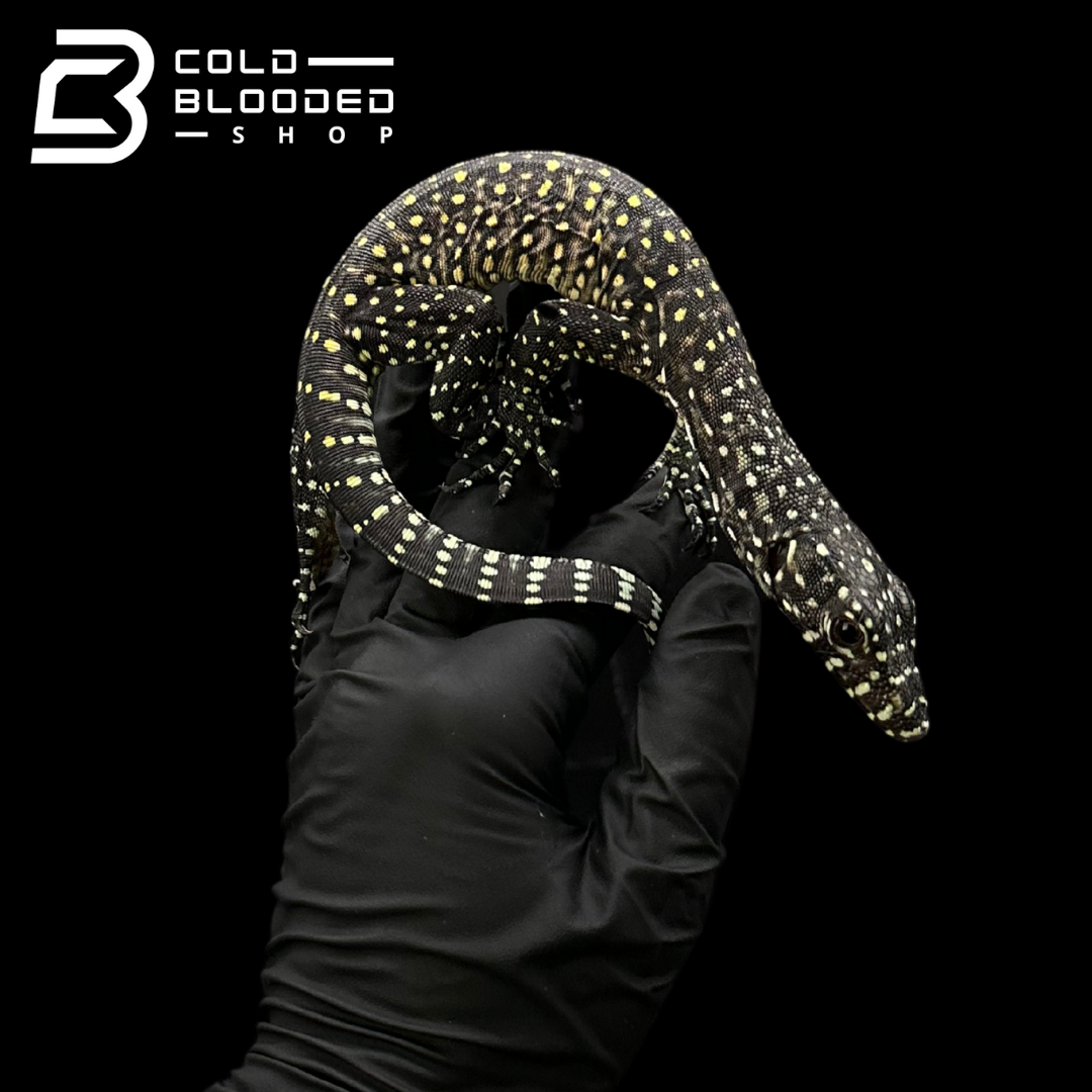 Baby Pastel Blue-tailed Monitor - Varanus doreanus #2