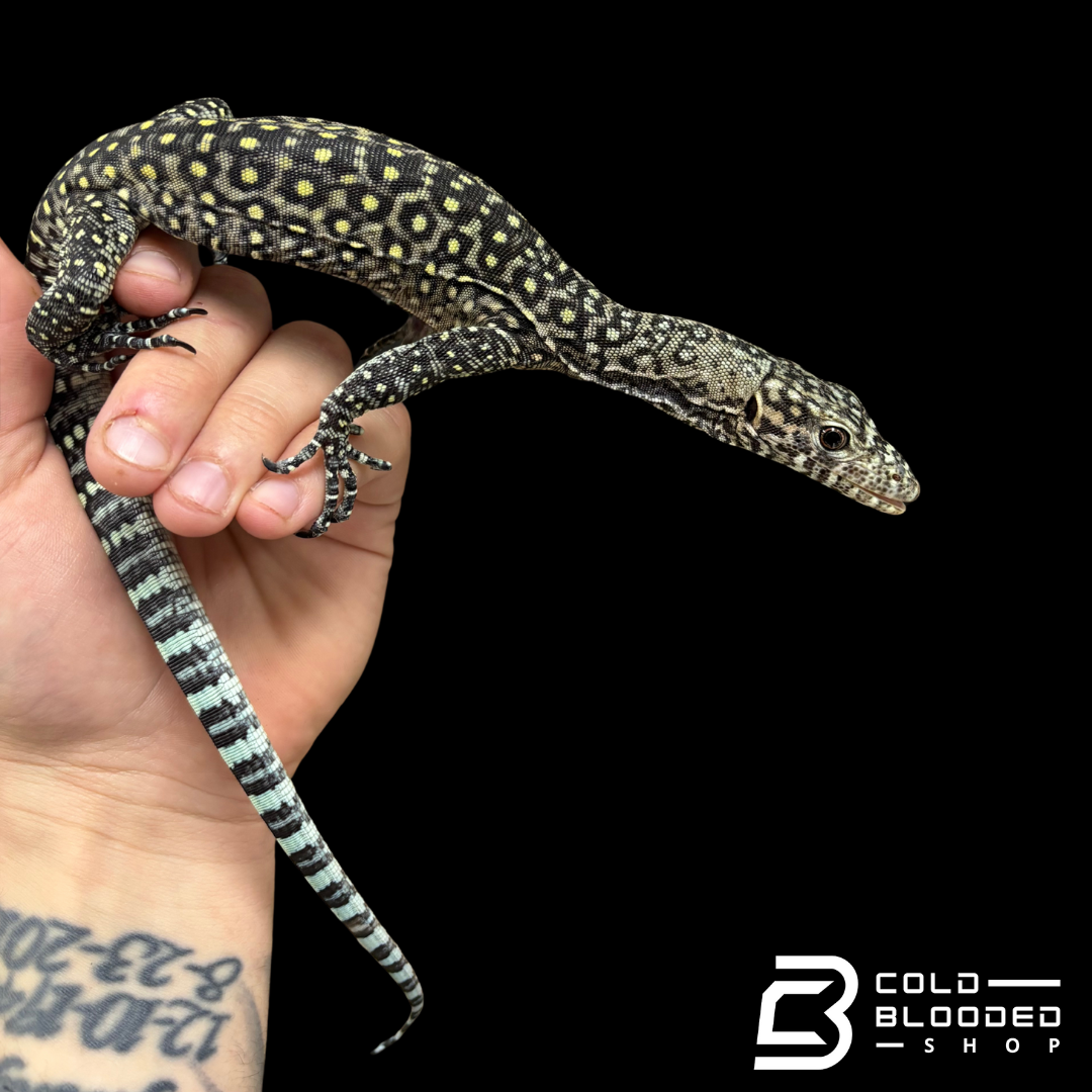 Baby Pastel Blue-tailed Monitor - Varanus doreanus