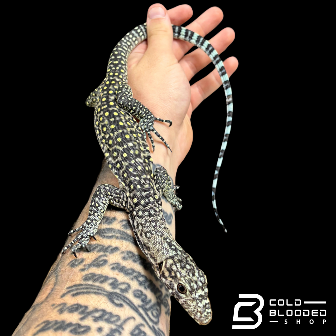 Baby Pastel Blue-tailed Monitor - Varanus doreanus
